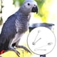 thumbnail image 1 of Hebilla De Pie De Pájaro De Acero Inoxidable, Firme Y Duradera, Fácil De Instalar Y Usar, Tamaño Pequeño Para Entrenamiento De Aves O Mosca Al Aire Libre, 2 Uds., 1 of 8