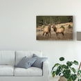 thumbnail image 3 of Trademark Fine Art 'Elk Study IV' Canvas Art by David Drost, 3 of 4