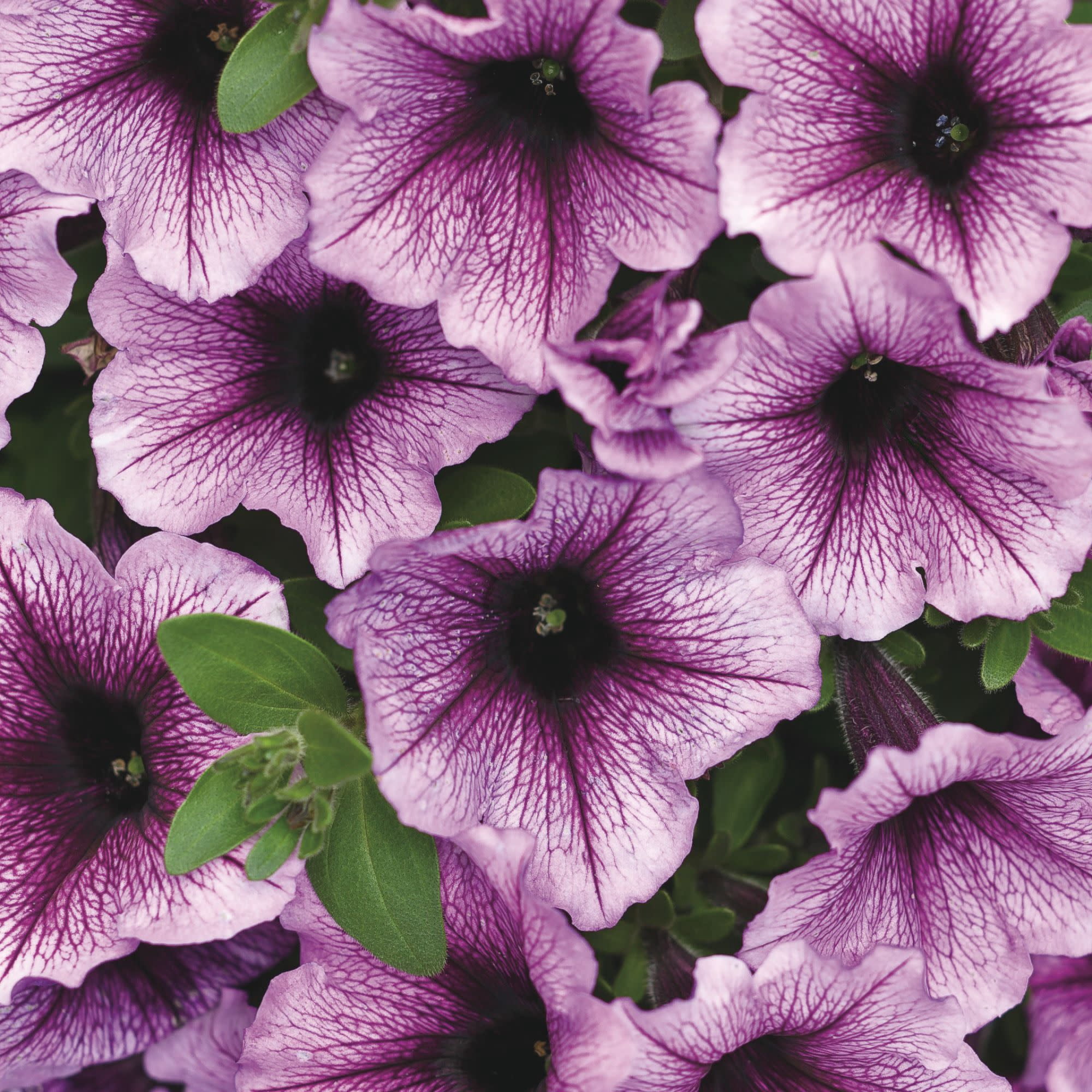 Proven Winners 4" Pink Supertunia Bordeaux Petunia Live Plant in 4.25" Pot (4 Count)