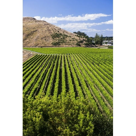 Vineyards at Mission Estate Winery, Napier, Hawkes Bay Region, North Island, New Zealand, Pacific Print Wall Art By Matthew