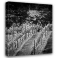 thumbnail image 1 of Scott Larson 26x32 Gallery Wrapped Canvas Wall Art Titled - Vineyard I, 1 of 4
