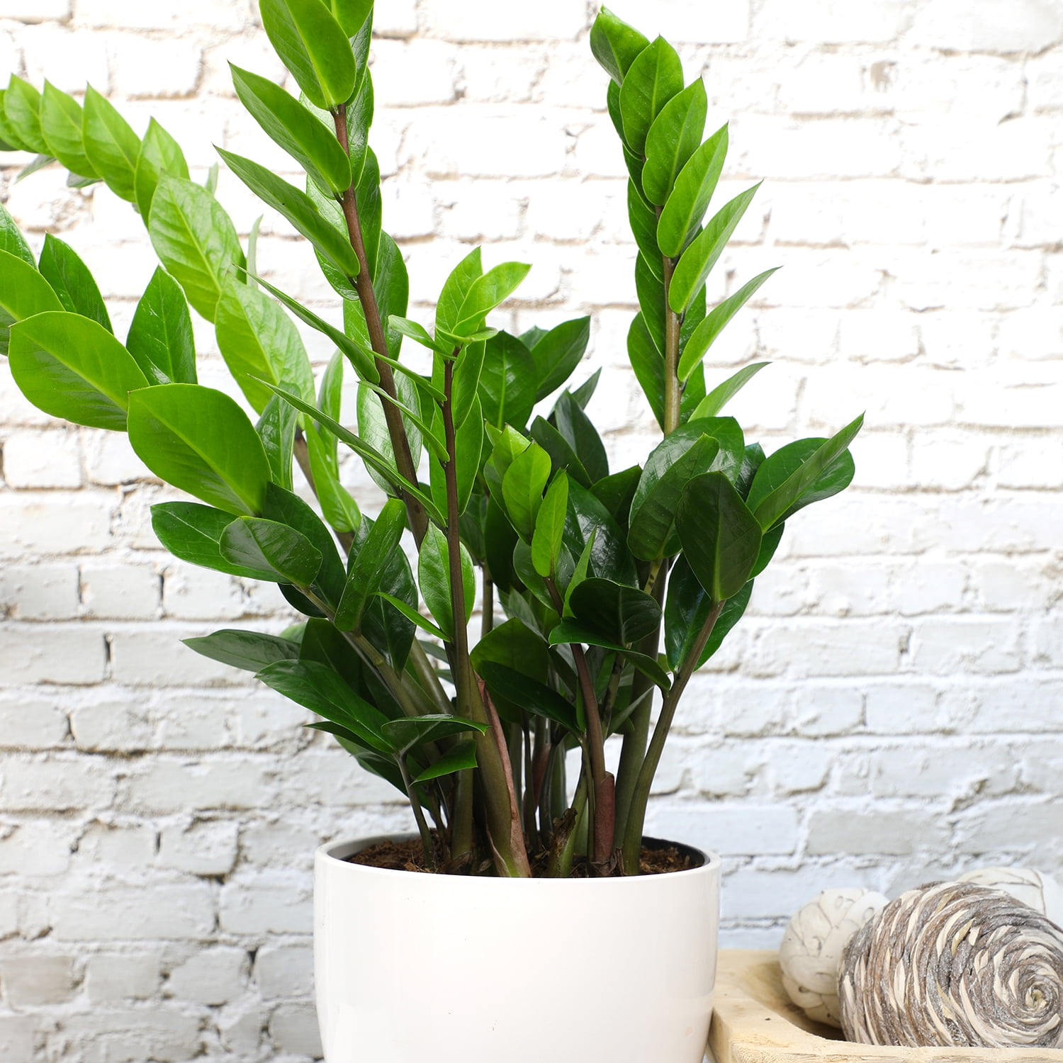 ELEMENT by Altman Plants 6in ZZ Live Plant in Grower Pot
