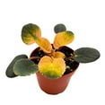 thumbnail image 4 of Variegated African Violet Cabbage Patch, 4 inch, Saintpaulia Gesneriads, 4 of 4