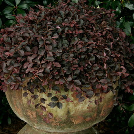 Purple Pixie Loropetalum | Live Evergreen Shrub - Southern Living Plant (Best Deer Resistant Plants Shrubs)