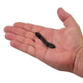 thumbnail image 4 of Gulp!® Leech, 4 of 7