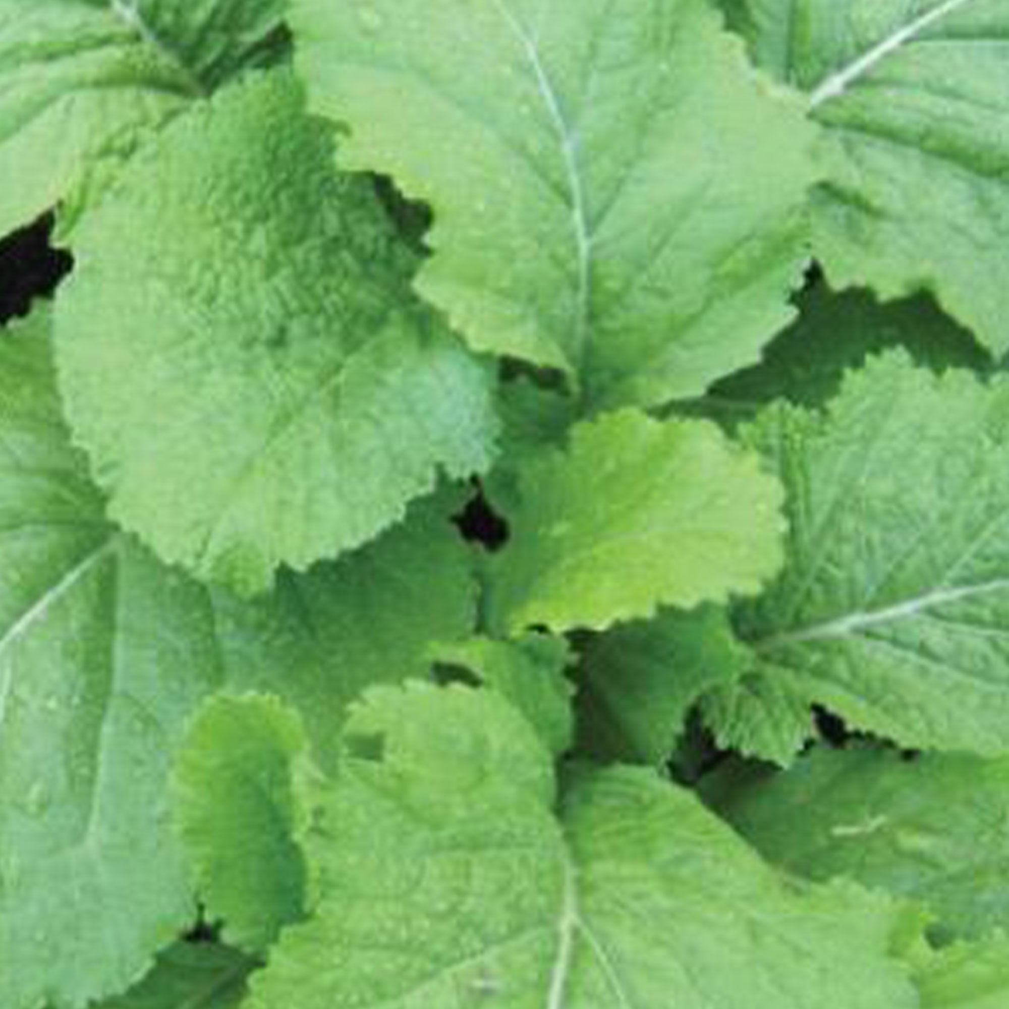Florida Broadleaf Mustard 2 g 600 Seeds Heirloom, Open Pollinated