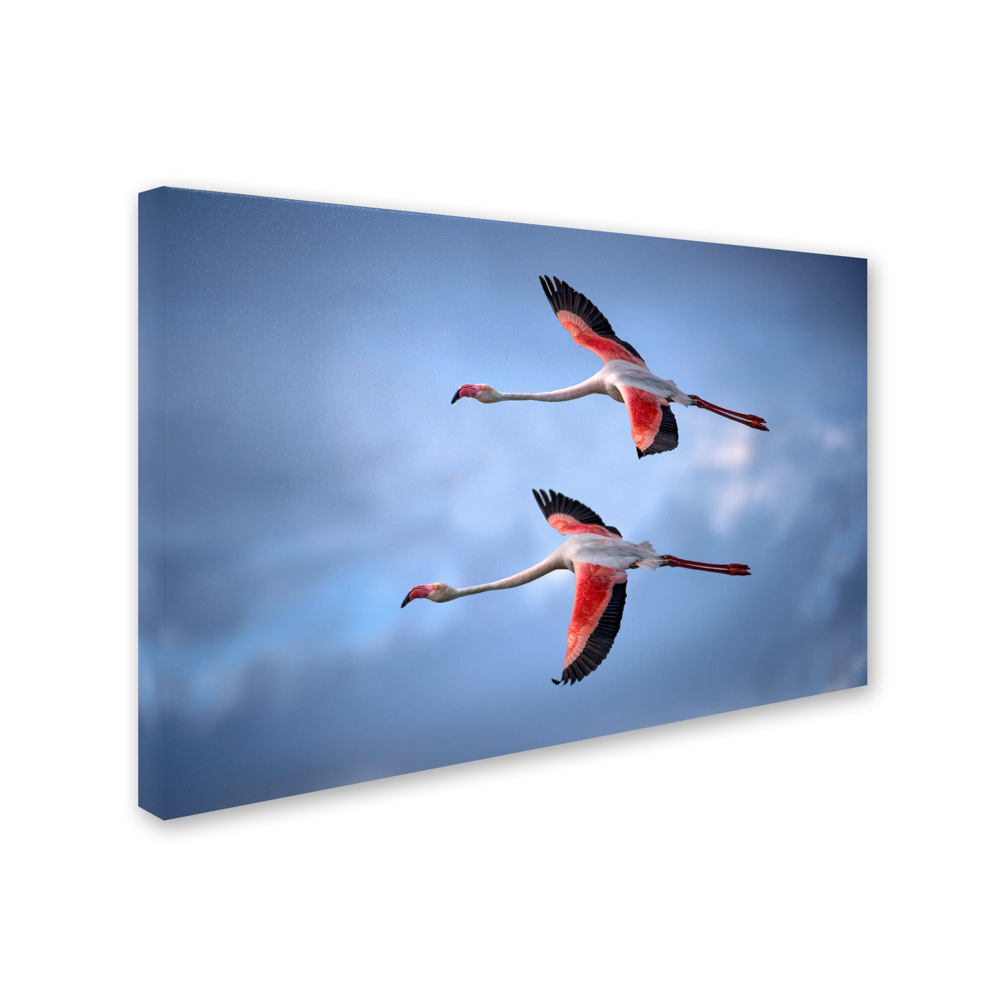 Trademark Fine Art 'Greater Flamingos' Canvas Art by Xavier Ortega