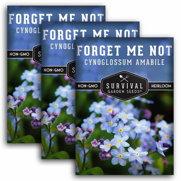 3 packs of Forget-Me-Not Seed - Non-GMO Heirloom Full Sun Annual Flower