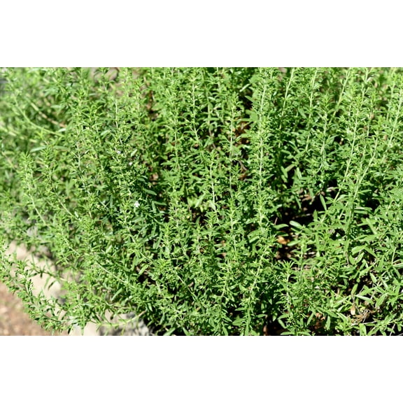 150 Creeping WINTER SAVORY Satureja Montana Herb Pink Flower Seeds