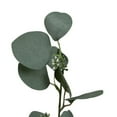 thumbnail image 5 of (2 pack) Mainstays Artificial Green Round Leaf Eucalyptus Stem, 34in Tall Floral Picks, 5 of 11