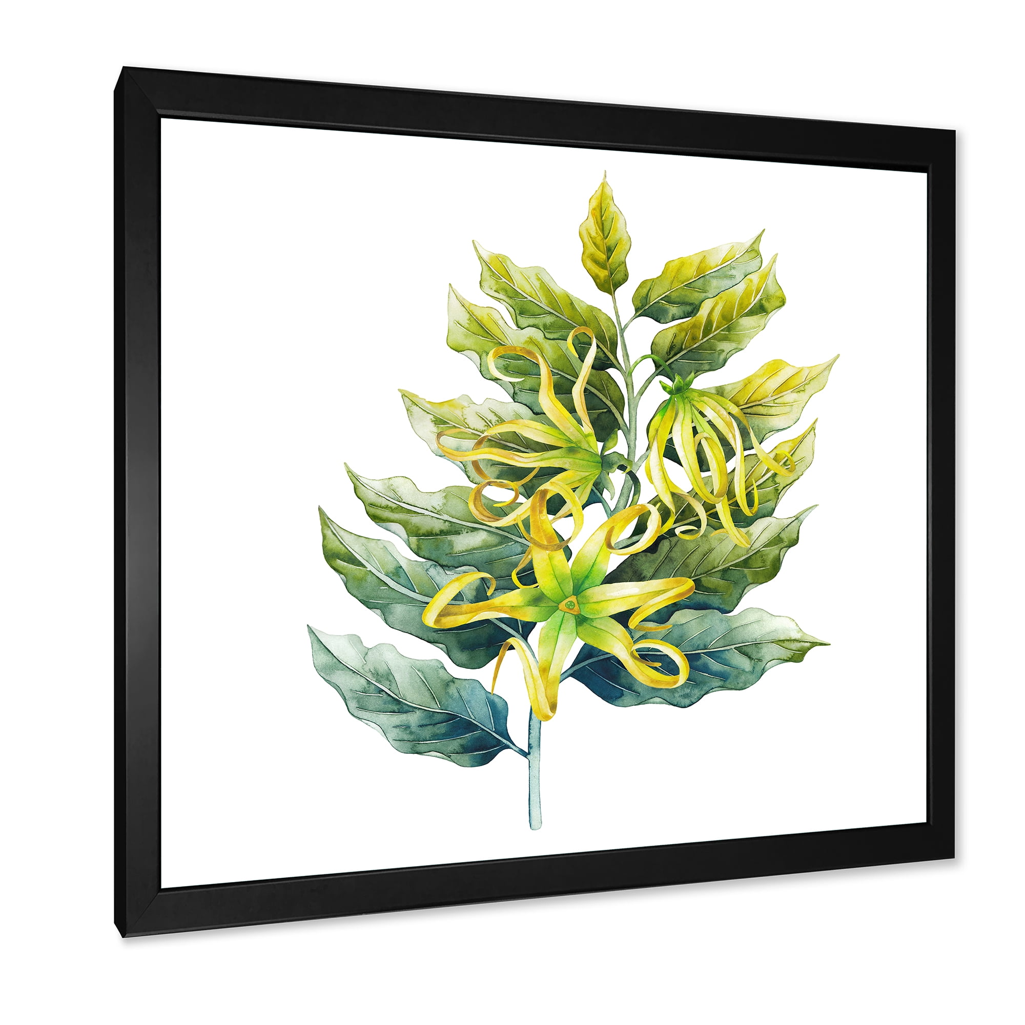 Designart 'Ylang Ylang Flower On White' Traditional Framed Art Print