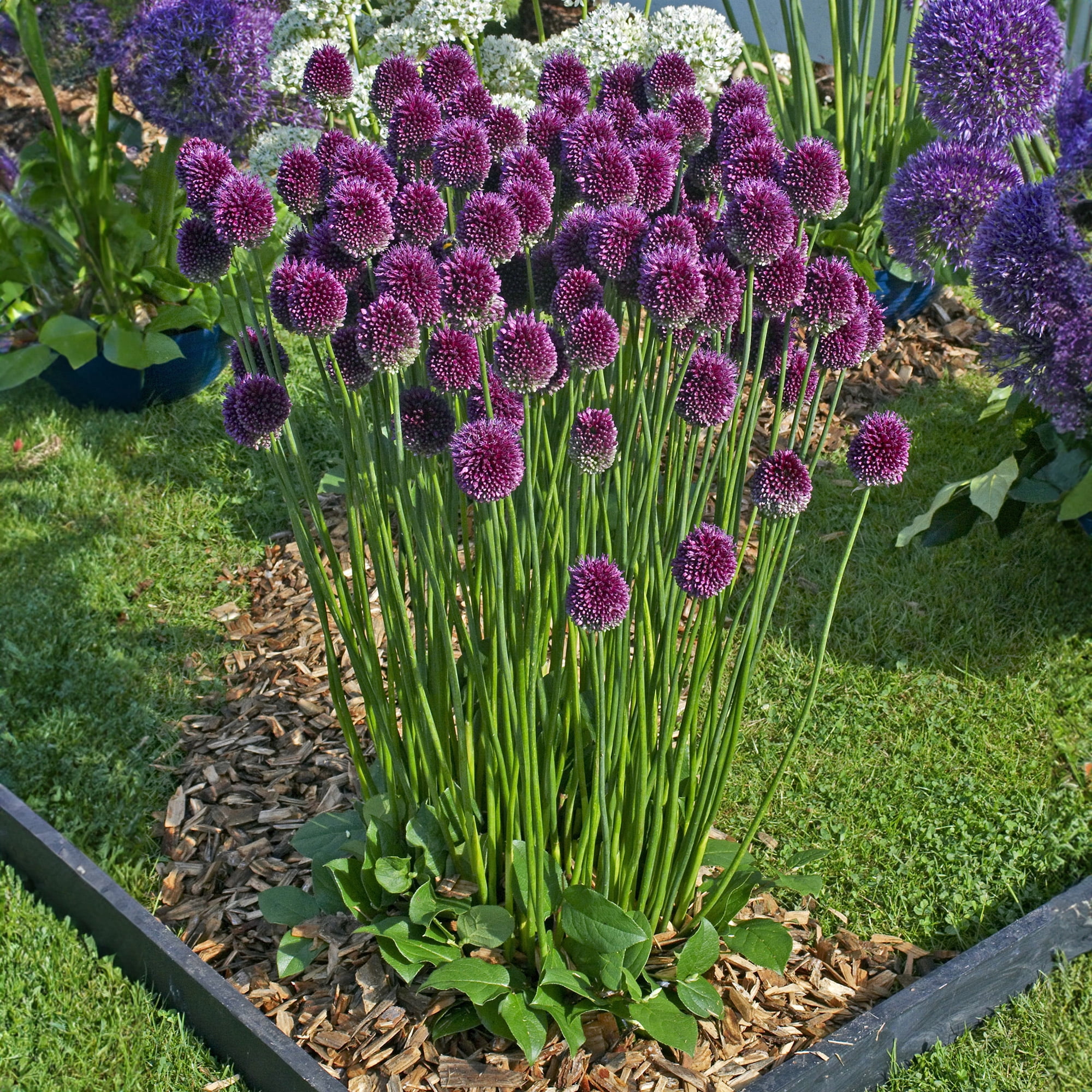 Garden State Bulb Drumsticks Allium Flower Bulbs, 6/+ cm (Bag of 25)