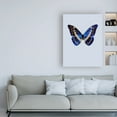 thumbnail image 3 of Trademark Fine Art 'Blue Butterfly Study' Canvas Art by Incado, 3 of 3