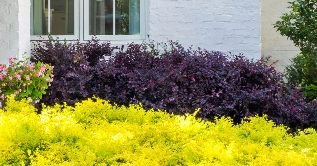 Southern Living Purple Daydream Loropetalum Live Shrub in 2-Gallon Grower Pot