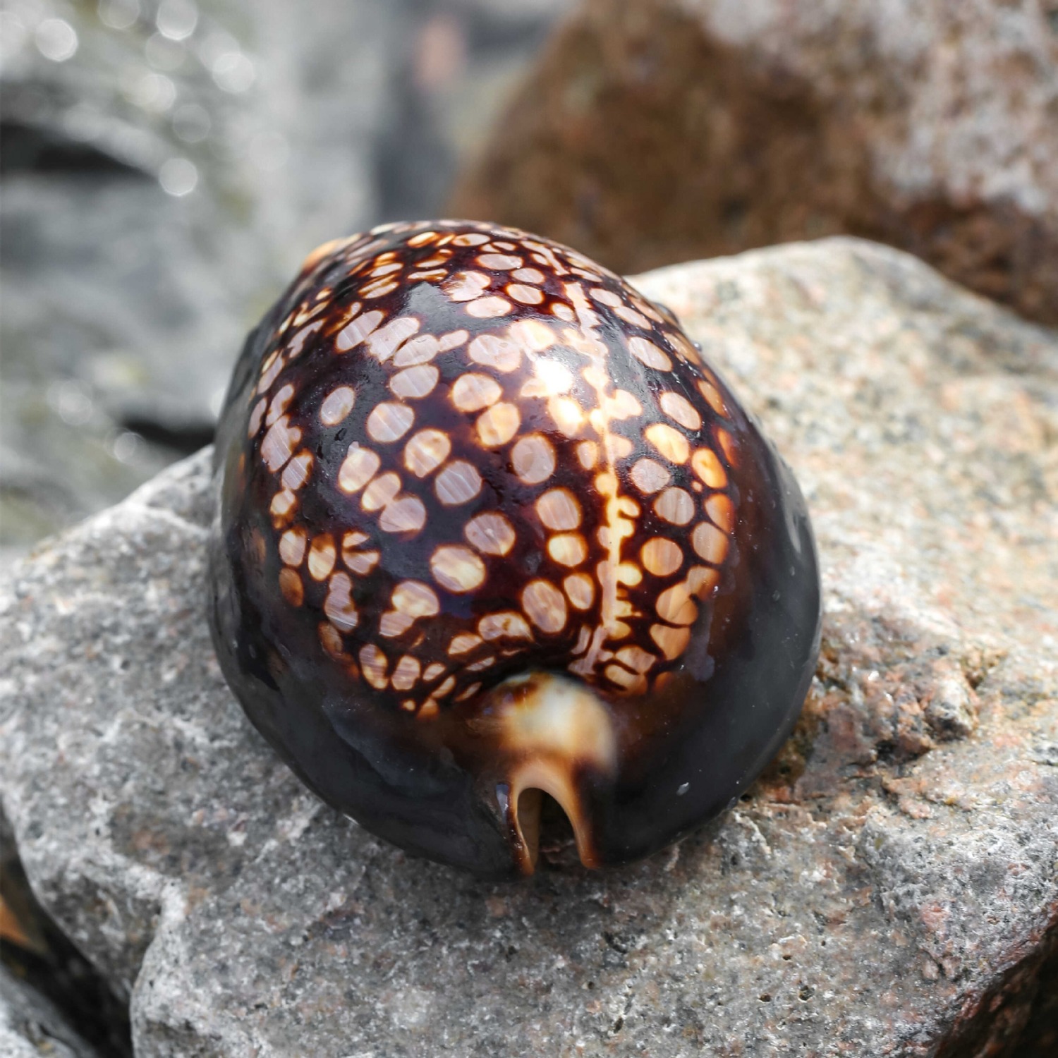 4 to 6cm Tortoise Shell Marine Specimen Ornament Aquarium Decor Coastal Style Handheld Shell Display Home Collection