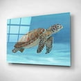thumbnail image 2 of Epic Art 'Ocean Sea Turtle I' by Tim O'Toole, Acrylic Glass Wall Art, 24"x16", 2 of 3