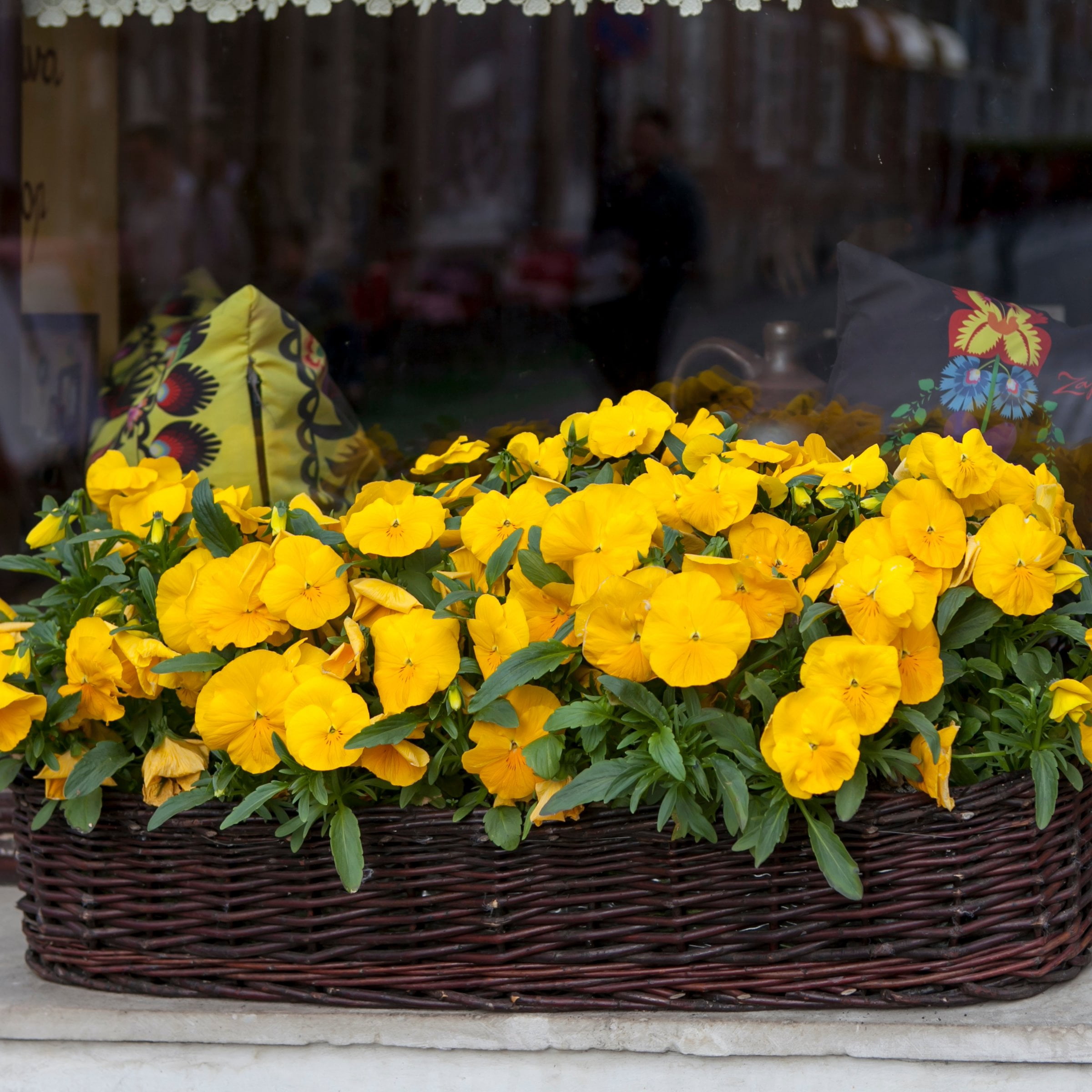 National Plant Network 4 in. Viola Sorbet XP Yellow (16-Pack)