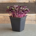 thumbnail image 4 of Purple Radish Microgreens Seeds - 1 Oz ~2675 Seeds - Premium, Non-GMO - For Growing Micro Greens - Raphanus sativus, 4 of 6