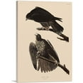 thumbnail image 1 of ARTCANVAS Labrador Falcon Canvas Art Print by John James Audubon - Size: 26" x 18" (1.50" Deep), 1 of 9