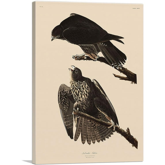 ARTCANVAS Labrador Falcon Canvas Art Print by John James Audubon - Size: 26" x 18" (1.50" Deep)