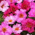 20000-moss-rose-flowers-seeds-for-planting-outdoor-portulaca