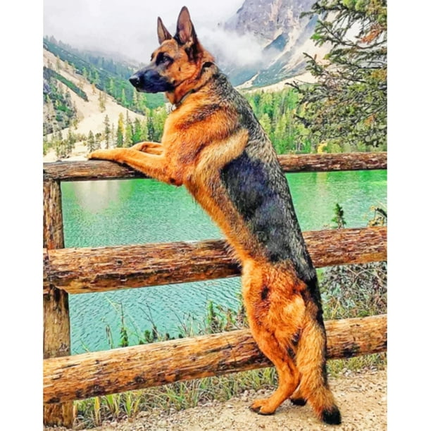 Colorear DIY pintura al óleo digital perro ver el paisaje sin marco imagen por número