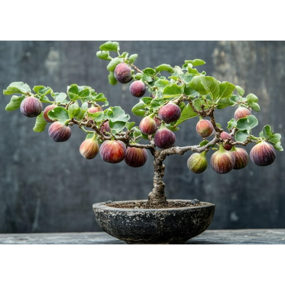 Hardy Fig Bonsai Tree Seedling for Planting - Well Rooted 1 Yr. Seedling