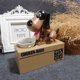 thumbnail image 3 of Kearding Divertida hucha hambrienta comer perro modelo moneda banco caja de ahorro dinero Decoración del hogar marrón negro Kearding JJ14608-05B, 3 of 4