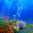 thumbnail image 3 of Anemone Ornament, Detailed aquarium Ornament, Creates A Glowing Effect, 3 of 9