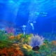 thumbnail image 3 of Adorno de anémona, adorno detallado para acuario, crea un efecto brillante, 3 of 8