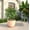 Terracotta, variant on LeisureMod Dahlia Mid-Century Tapered Round Planter, Fiberstone & MgO Clay, Indoor/Outdoor Plant Pot