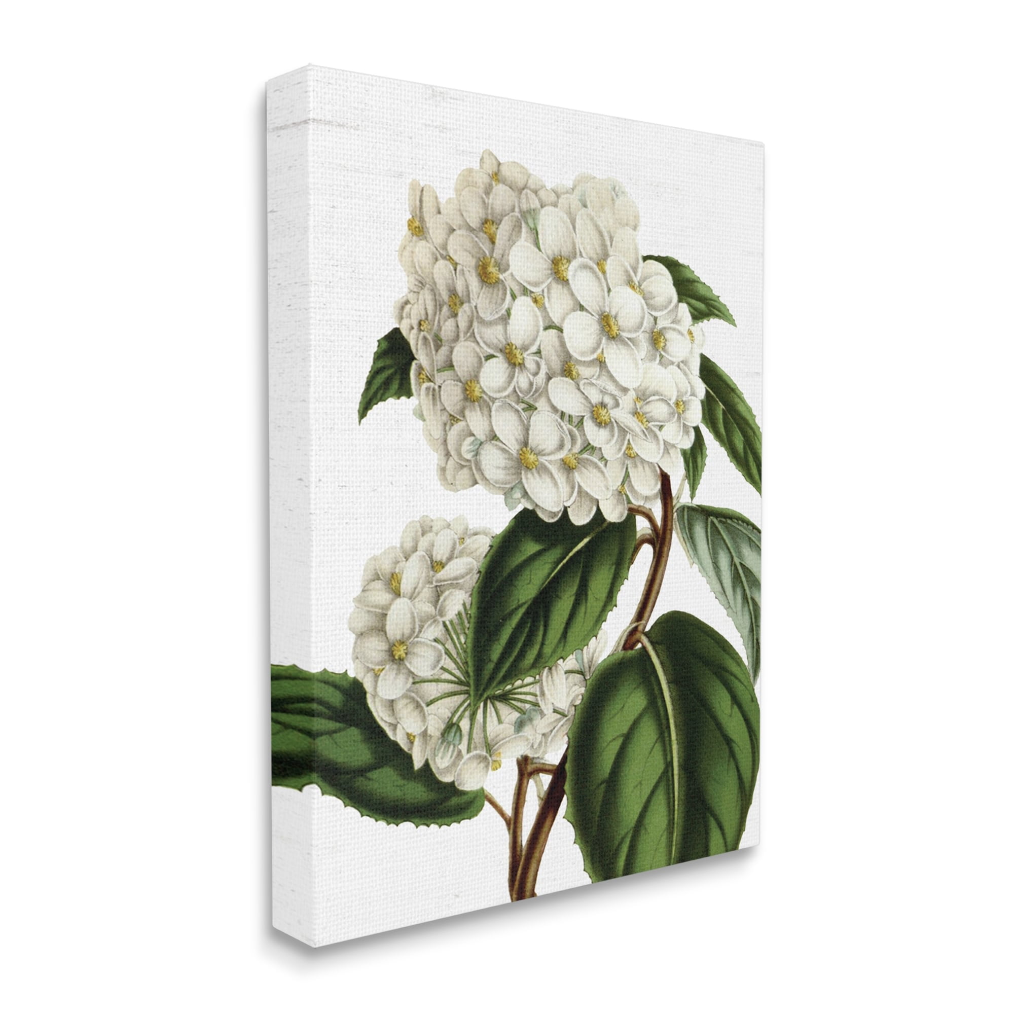 Stupell Industries Begonia Opuliflora Flower Stem Vintage Botanical Study,30 x 40, Design by Lettered and Lined
