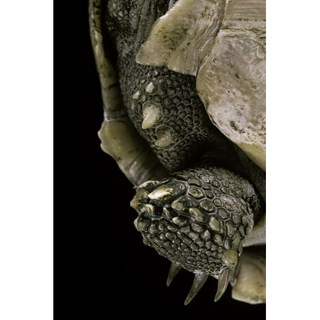 Geochelone Sulcata (African Spurred Tortoise) Print Wall Art By Paul