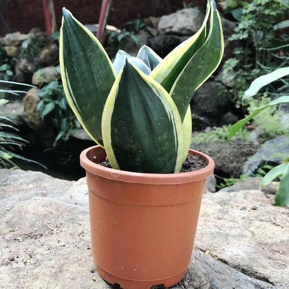 Sansevieria Black Futura Goldedge-Low Maintenance Indoor Plant  6" Pot
