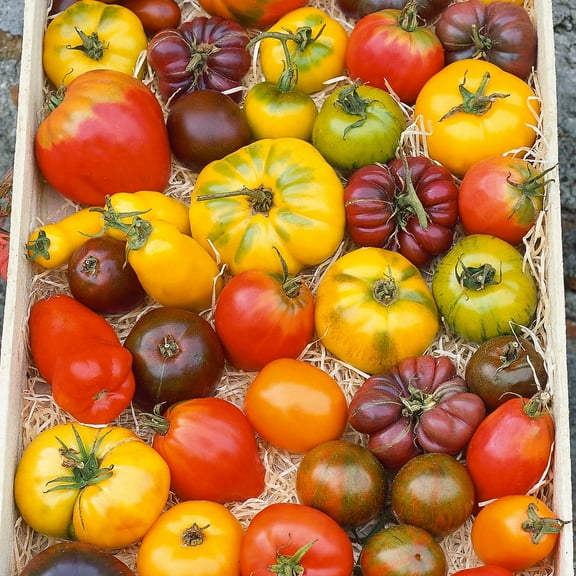 Heirloom Rainbow Blend Tomato Seeds - 300 Mg Packet ~65 Seeds - Non-GMO, Heirloom - Vegetable Garden - Solanum lycopersicum