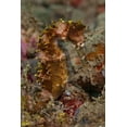 thumbnail image 2 of Shimlock, Jones 23x32 Black Ornate Wood Framed with Double Matting Museum Art Print Titled - Indonesia, Banda Sea, Ambon Adult spiny seahorse, 2 of 4