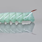 DBDPet Premium Hornworms (20-30ct) - Great for Bearded Dragons, Chameleons, and more!