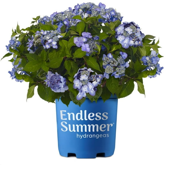 Endless Summer Twist-n-Shout Reblooming Hydrangea Live Shrub in 1-Gallon Grower Pot