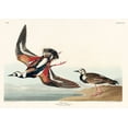 thumbnail image 2 of Audubon, John James 24x18 Black Ornate Wood Framed with Double Matting Museum Art Print Titled - Turn-stone, 2 of 4