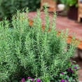 thumbnail image 2 of Rosemary Certified Organic 3.5” pot, 2 of 5