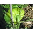 thumbnail image 3 of 50 Graines de Piment de Muscade Biologique Piment Rouge Doux au Fromage Pimiento Capsicum Annuum, 3 of 3