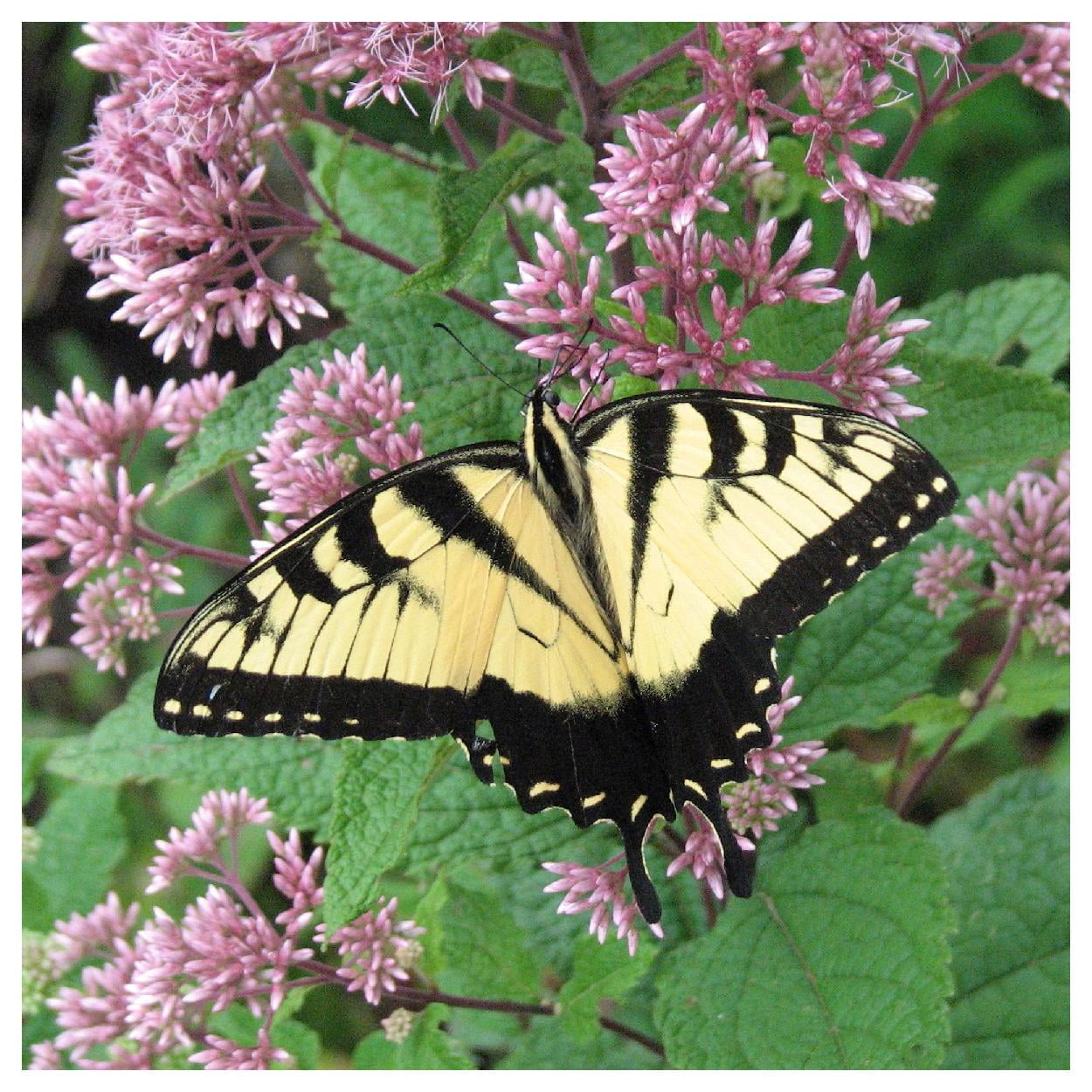 Everwilde Farms - 1 oz Joe Pye Weed Native Wildflower Seeds - Gold Vault Bulk Seed Packet