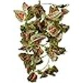 thumbnail image 3 of Fluker Farms Repta-Vines - Red Coleus - 6 RFK51017, 3 of 3