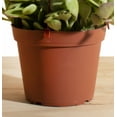 thumbnail image 3 of Trailing Jade Hanging Succulent in 6" Grower Pot, 3 of 3