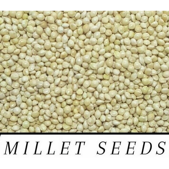 RED & WHITE Millet Seed Wild Bird Food Raw & Recleaned!