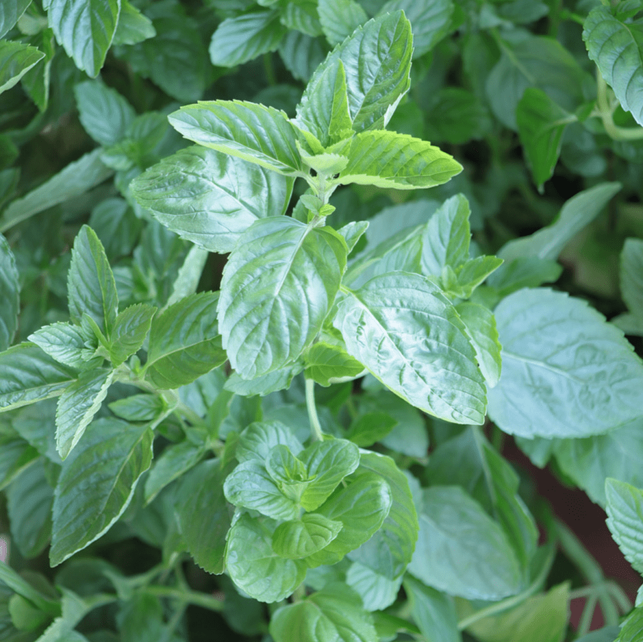 Fresh Mint Plants for Indoors Outdoors, Mint Plant Pot, Spearmint, 4 Inch Pot