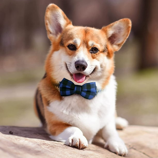 Best collar for fluffy dogs discount