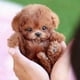 thumbnail image 2 of My Realistic Robot Puppy Electronic Interactive Pet Dog Cute Gifts Toys For Girls Kids, 2 of 2
