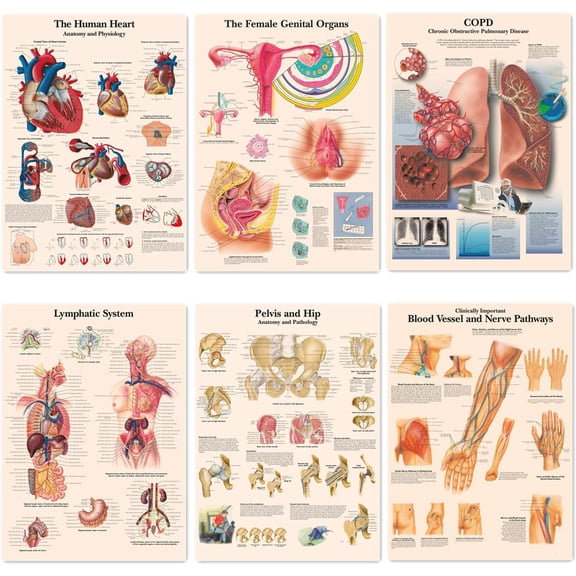 Lymphatic, COPD, Female Genital Organs, Pelvis Hip, Heart, Blood Vessel Nerve Picture 6 PCS Vintage Kraft Paper Posters Prints English Human Anatomy Medical Poster Wall Art Decor Sticker