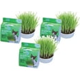 thumbnail image 3 of Van Ness Cat Grass Oat Garden Kit, 3 of 3